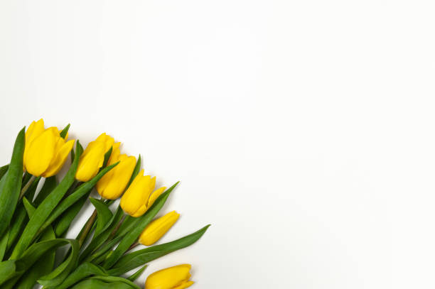 istock Top view of yellow tulips on white background. Spring colourful composition. 2050307060
