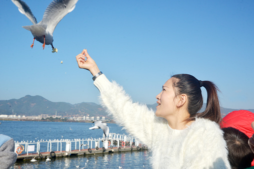 Every winter, a large number of seagulls migrate to Kunming, Yunnan, attracting a large number of tourists to feed them