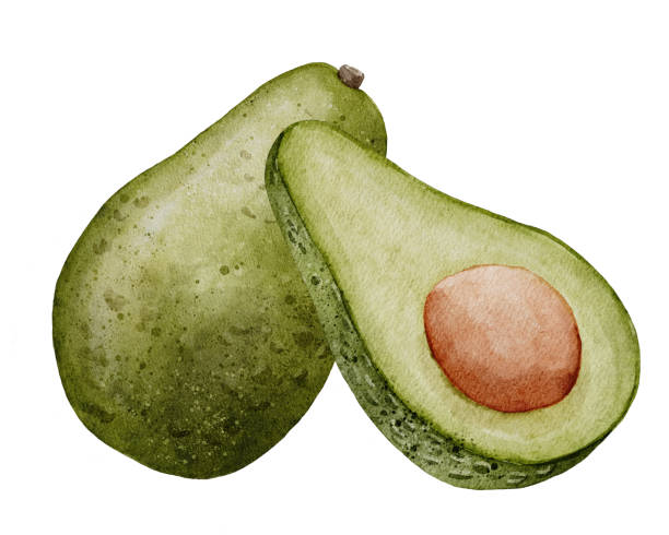 Avocado Watercolor illustration. Hand drawn clip art on isolated white background. Drawing of Fruit with a seed. Vegetable botanical painting for food or cosmetic packaging design. Kitchen print Avocado Watercolor illustration. Hand drawn clip art on isolated white background. Drawing of Fruit with a seed. Vegetable botanical painting for food or cosmetic packaging design. Kitchen print. hass avocado stock illustrations