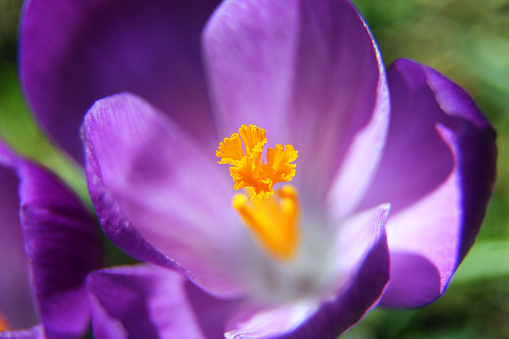 A macro photo of the pistil of a purple crocus.