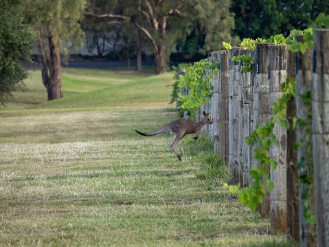 Landscape photo of a young Eastern Grey kangaroo hopping into a row of organic biodynamic cultivated grapevines planted on a vineyard near the rural town of Mudgee, NSW in Summer. Soft focus background.n