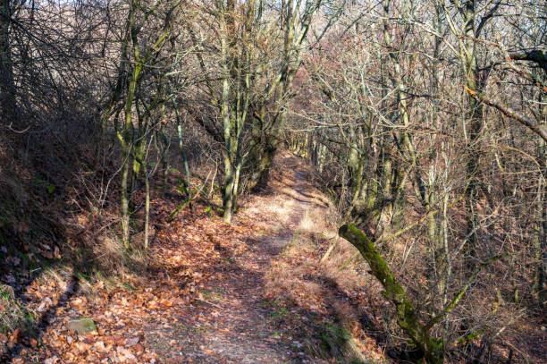 istock Narrow path in the autumn forest. 2050319189