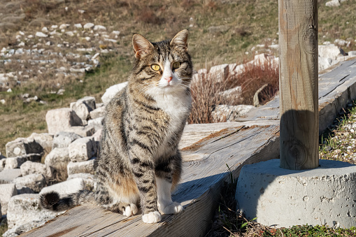 Gray tabby cat in ancient city archaeological site, Turkiye