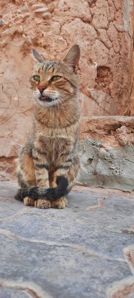 istock Beautif cat look for the camera 2050327094