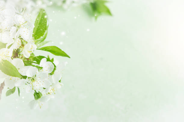istock Spring Easter background. Passover blooming white apple or cherry blossom on green background. Happy Passover background. World environment day. Easter, Birthday, womens day holiday. Top view Mock up. 2050333324