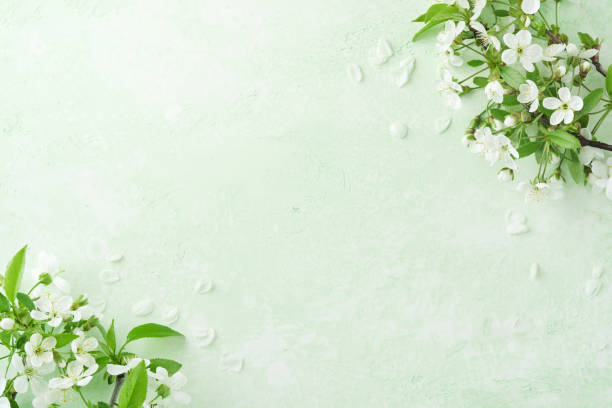 istock Spring Easter background. Passover blooming white apple or cherry blossom on green background. Happy Passover background. World environment day. Easter, Birthday, womens day holiday. Top view Mock up. 2050333335