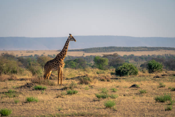 istock Masai giraffe stands in savannah facing right 2050336510