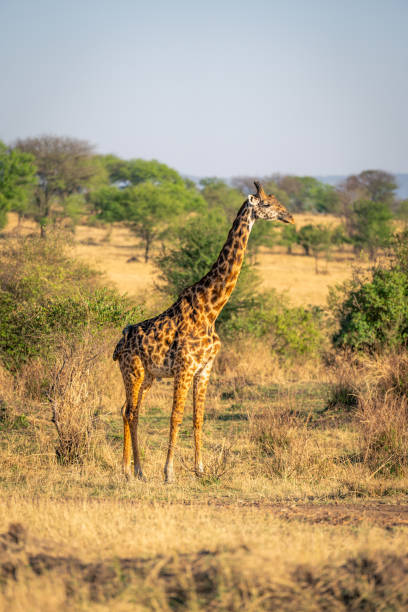 istock Masai giraffe stands in savannah amongst trees 2050336511
