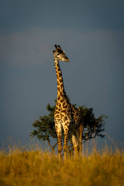 Masai giraffe stands watching camera near bush