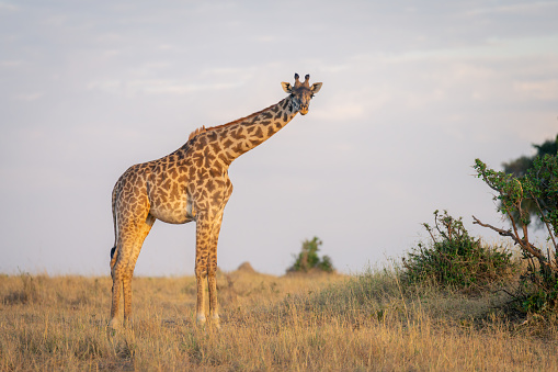 Masai giraffe stands watching camera near bushes