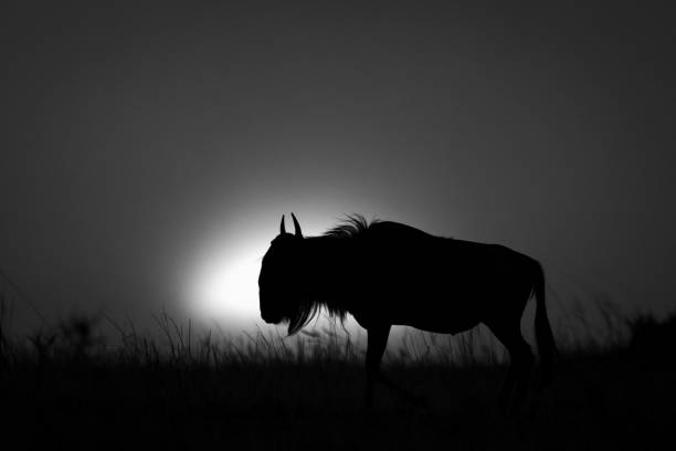 istock Mono blue wildebeest stands silhouetted by sun 2050336540