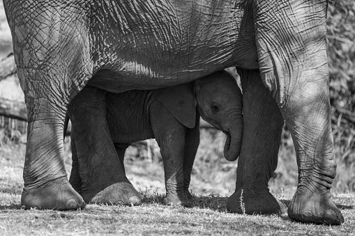 Mono African elephant calf stands under mother