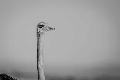 Funny face of an ostrich with open mouth in the front of heavily blurred leaves