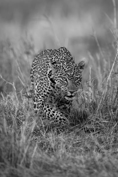 istock Mono leopard stalks through grass lifting paw 2050339165