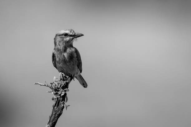 istock Mono lilac-breasted roller on branch turning head 2050339168