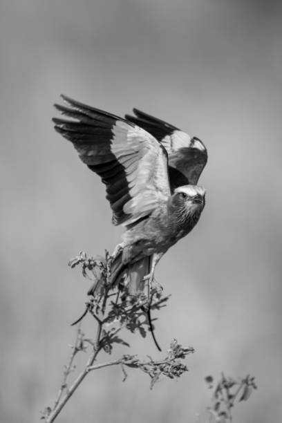 istock Mono lilac-breasted roller takes off from twig 2050340222