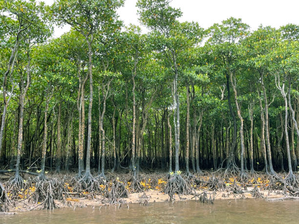 istock Mangroves on Iriomote Island 2050340232