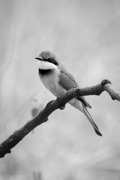 istock Mono little bee-eater on twig watches camera 2050340774