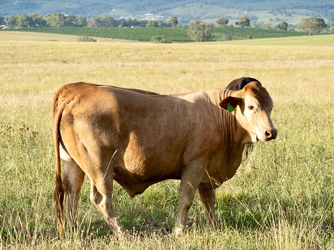 Closeup photo of a bull standing in lush grass on a farm paddock in the countryside on a sunny day, near Mudgee NSW.