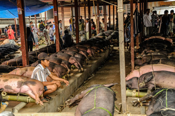 Rantepao, Sulawesi, Indonesia - Oct 21, 2009: pigs, alive and ready to be sold, are ligated on special bamboo trellises  for easy transport, to the livestock market of Rantepao, Sulawesi