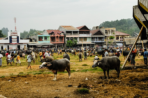 Rantepao, Sulawesi, Indonesia - Oct 21, 2009: people crowd the large livestock market of Rantepao to buy pigs, to eat, and buffaloes, for work in the rice fields and sacrifices in traditional funerals, Sulawesi