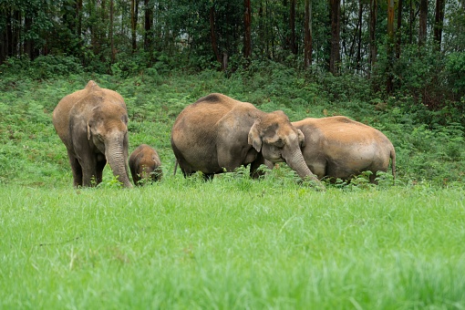 A group of Asian elephants strolling in a grassy meadow with lush trees in the background