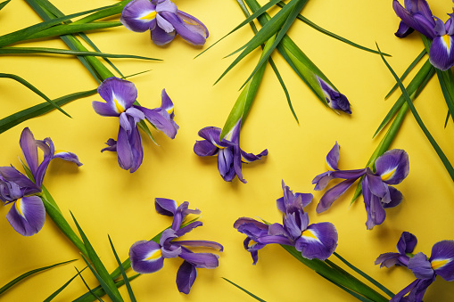 Seamless pattern of germanic iris flowers, green leaves on yellow background. Top view flat lay. Banner. Spring pattern top view, flat lay.