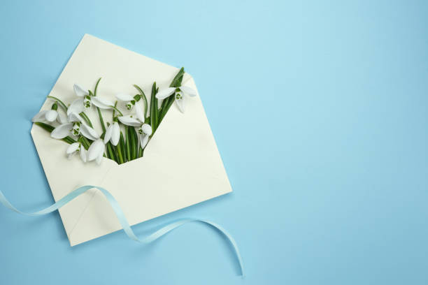 istock Snowdrops flowers in paper envelope with ribbon on blue background. 2050368799