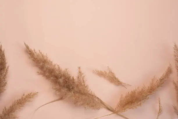 Fluffy pampas grass cortaderia-selloana. Flat lay, top view. Space for text.