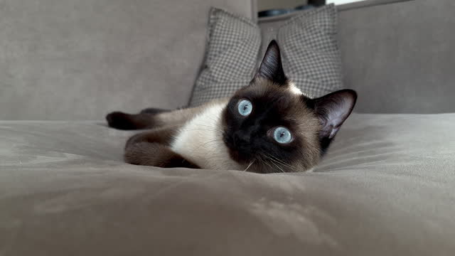 blue eyes thai siamese cat on the sofa