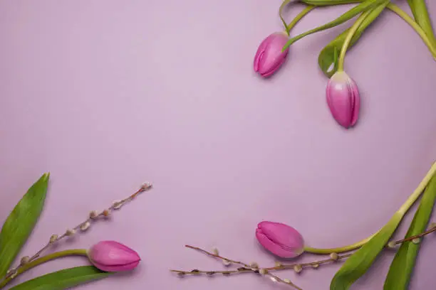 Mother's Day or International Womens-day concept. Top view of fresh tulips and pussy willow branches on pink background. Flat lay. Space for text.