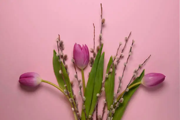 Mother's Day or International Womens-day concept. Top view of fresh tulips and pussy willow branches on pink background. Flat lay