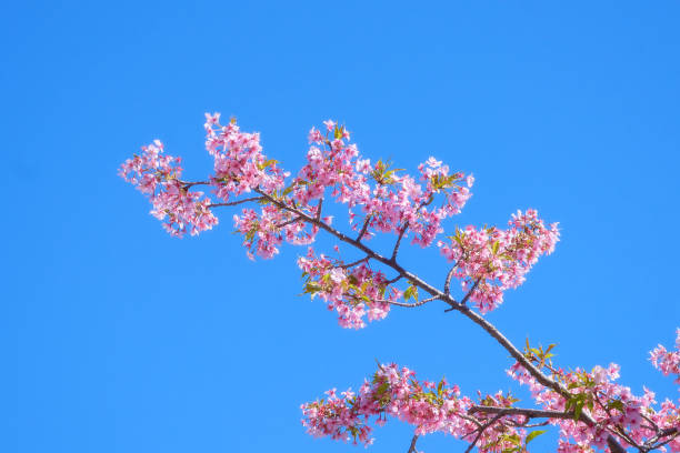 istock Kawazu cherry blossoms bloom against a blue sky 2050377884