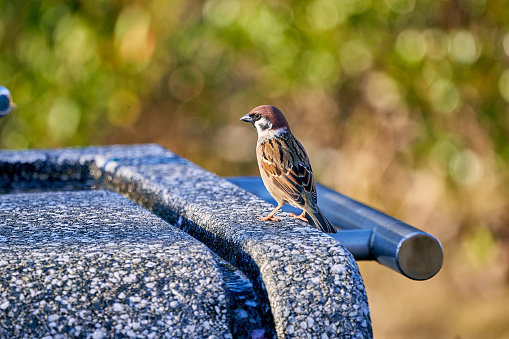 Sparrows coming to drink from a water fountain