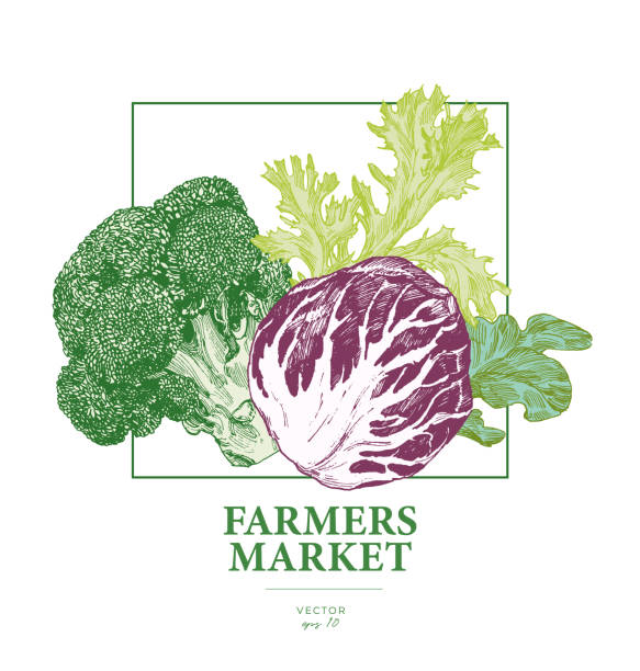 ilustrações de stock, clip art, desenhos animados e ícones de cabbage farmers market engraved poster - agriculture backgrounds cabbage close up