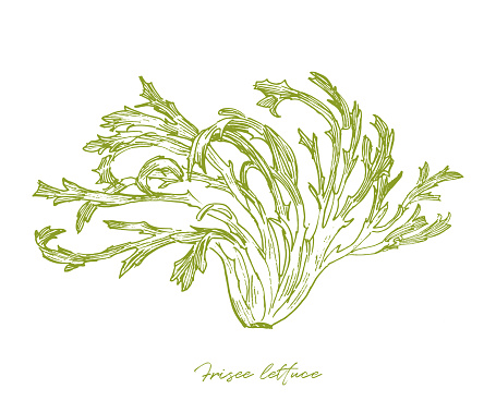 Curly endive, frisee lettuce engraved illustration isolated on white background
