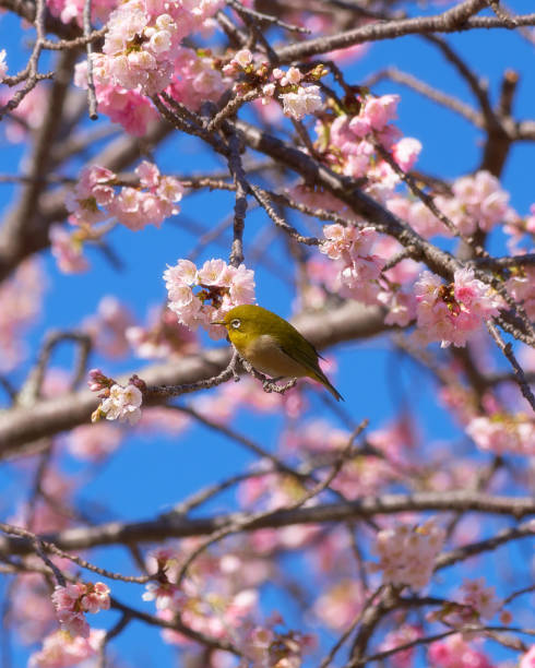 istock White-eye perching on Kawazu cherry 2050383720