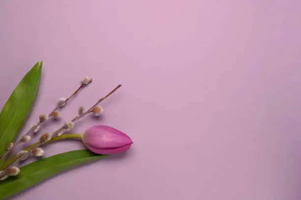 Mother's Day or International Womens-day concept. Top view of fresh tulip and pussy willow branches on pink background. Flat lay. Space for text.