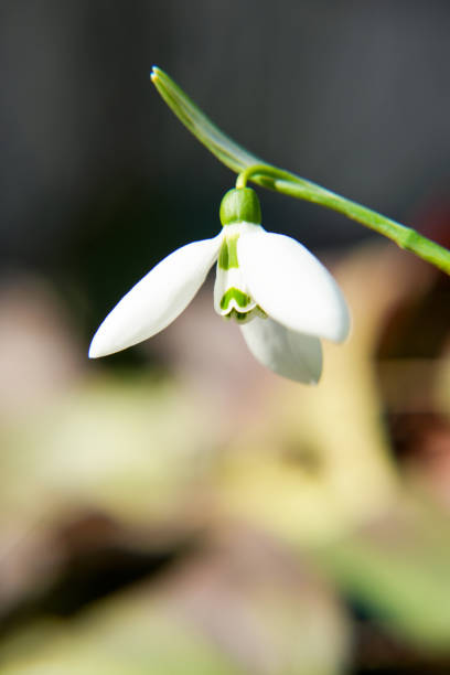 Spring snowdrop flower. Tender first flower in bright sunlight. The concept of spring. Side view.