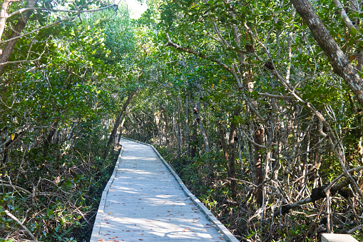 Boardwalk through a large creek, the Four Mile Cove an ecological preserve, a mangrove forest, the natural vegetation of Florida, USA. Tidewater flows into the creek bringing fish and shellfish into the marshes and mixing salt and fresh water.