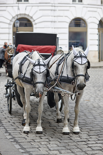 Carriage ride in Vienna city center. Classic horse driven. Austria