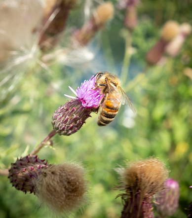 British Honey Bee On A Thistle Flower