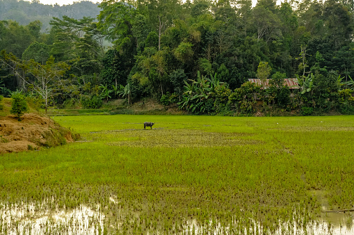 Rice field with a buffalo in the background, Tana Toraja territory