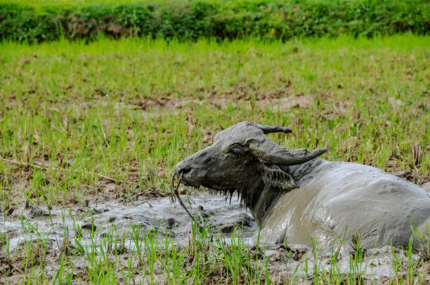 A buffalo rests covered in mud in the muddy waters of a rice field near a village in Toraja province