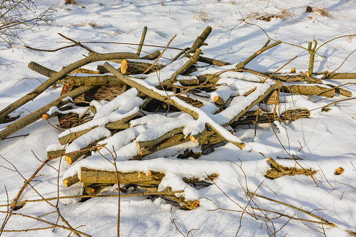 In winter, a pile of trees without branches is cut down in the forest for firewood