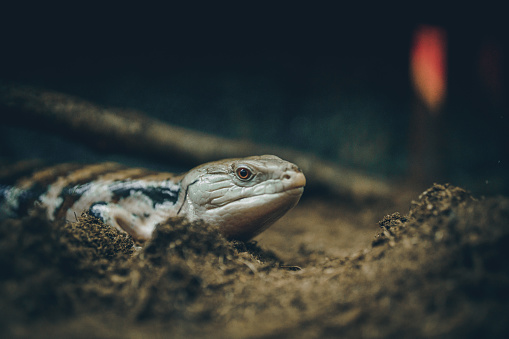 Close up shot portrait of a snake hiding in its natural habitat wildlife