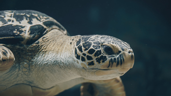 Sea turtle. Underwater shot.