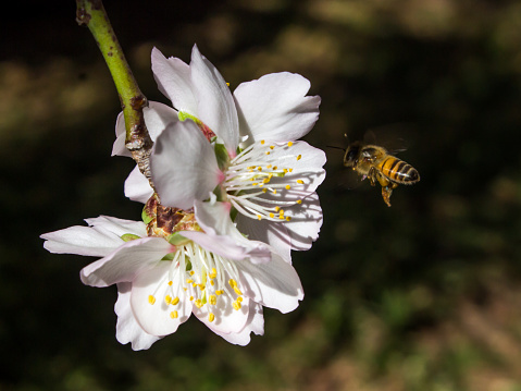 A Honey bee, Apis mellifera, flying to the white blossoms of an almond tree, Prunus dulcis. Almonds are originally native to the middle-east and is one of the earliest domesticated trees.