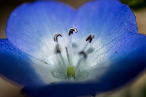 Close-up of a small delicate Baby Blue Eyes, Nemophila menziesii, flower