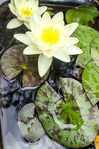 White water lily floating in a pond. Other images in: 